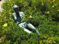DSCF0654
