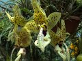 DSCF0680