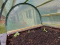 Fruehbeet (3 von 4)