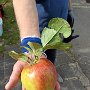 (05) Apfel