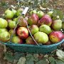(06) Apfel